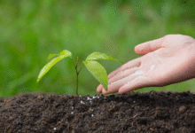 Improving Crop Nutrition with Natural Fertilizers